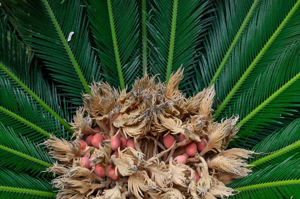 Palermo, the Botanical Gardens