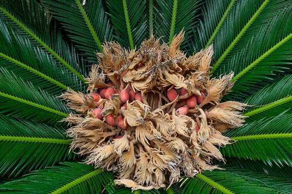 Palermo, the Botanical Gardens