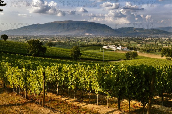 View of the vineyards and the Winery Arnaldo Caprai, Montefalco, Umbria, Italy