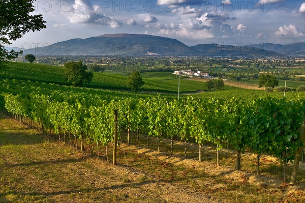 View of the vineyards and the Winery Arnaldo Caprai, Montefalco, Umbria, Italy