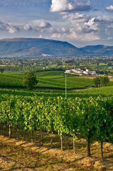 View of the vineyards and the Winery Arnaldo Caprai, Montefalco, Umbria, Italy