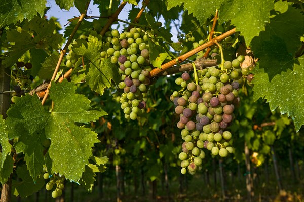 Grapes of the Sagrantino wine of Montefalco