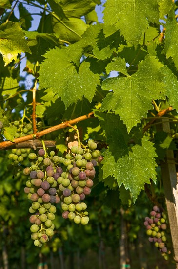 Grapes of the Sagrantino wine of Montefalco