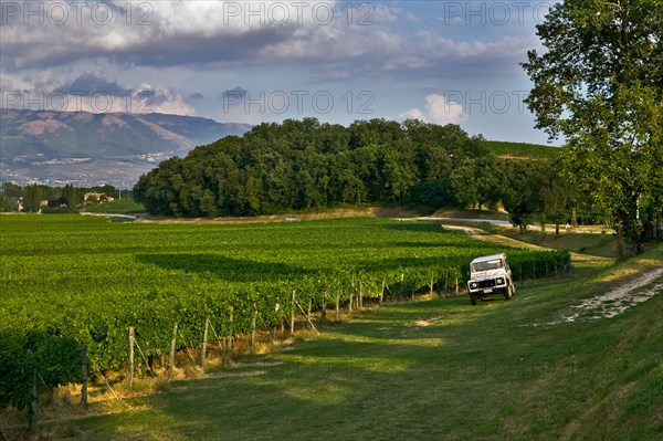 Vineyards of the Sagrantino wine of Montefalco