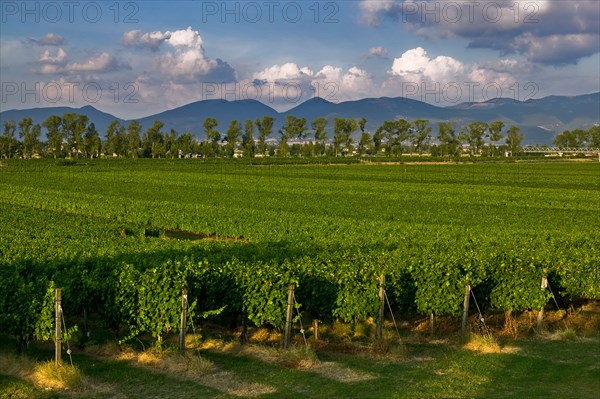 Vineyards of the Sagrantino wine of Montefalco
