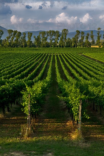 Vineyards of the Sagrantino wine of Montefalco