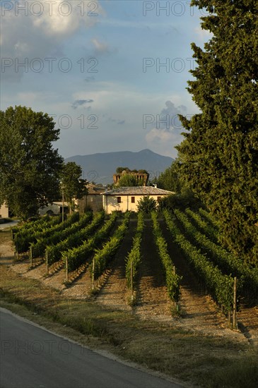 Vineyards of the Sagrantino wine of Montefalco in the Torre area