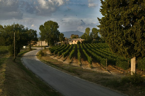 Vineyards of the Sagrantino wine of Montefalco in the Torre area