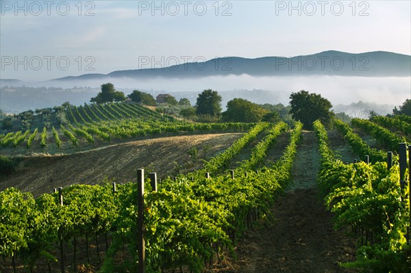 Vineyards near Saragano, Umbria, Italie