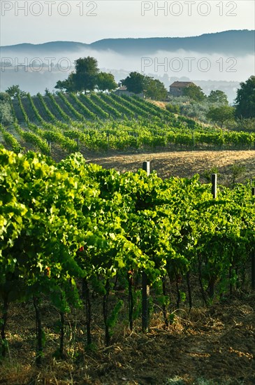 Vineyards near Saragano, Umbria, Italy