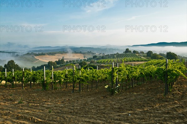 Vineyards near Saragano, Umbria, Italy