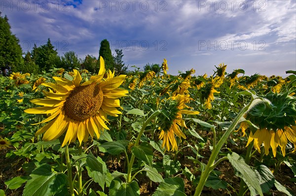 Field of sunflowers in Saragano, Umbria, Italy