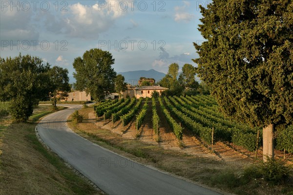 Vineyards of the Sagrantino wine of Montefalco