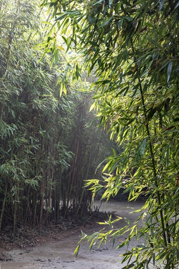 Fontanellato, Labirinto della Masone, by Franco Maria Ricci: one of the walkway with bamboo plants