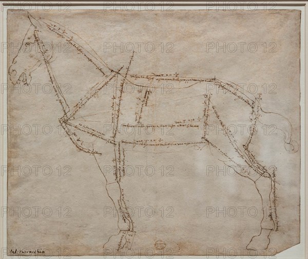 "Measured Drawing of a Horse in Profile View", by Andrea Del Verrocchio
