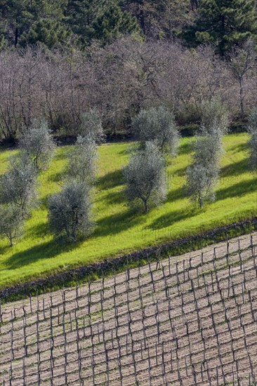 Gaiole in Chianti