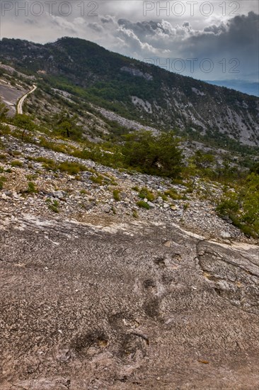 Dinosaurs paw prints in Rovereto