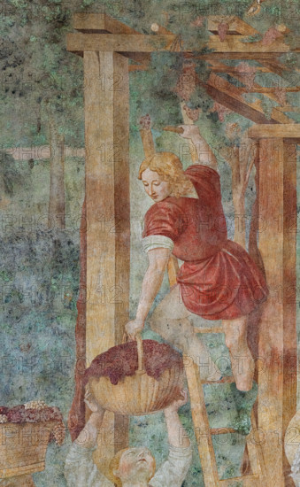 Pisa, Monumental Cemetery: 
 “Grape Harvest and Drunkenness of Noah”, frescoes by Benozzo Gozzoli, 1468/9. 
Detail of the grape harvesting.
Camposanto Monumentale, Pisa (PI), Toscana - Tuscany, Italia - Italy