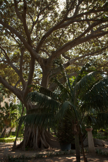 Palermo, Palazzo Reale o Palazzo dei Normanni, lato sud ovest, i giardini del Bastione di San Pietro: alberi tra cui una palma.

[ENG]
Palermo, The Royal Palace or Palazzo dei Normanni (Palace of the Normans), the South West side, the gardens of the St. Peter Bastion: trees and a palm tree.
Palazzo Reale (Palazzo dei Norma, Palermo (PA), Sicilia - Sicily, Italia - Italy