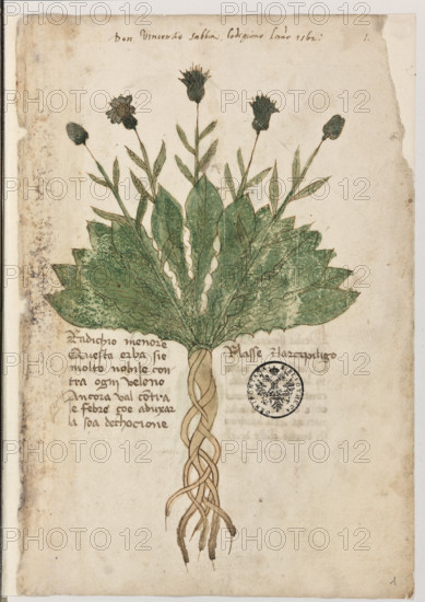 Erbario di Trento (Manoscritto n° 1591), XVI secolo, carta 1 recto: “Radichio Menore”.
Don Vincentio Sabbia Lodigiano
l’anno 1562
 "Questa erba si é molto nobile contra ogni veleno. Ancora val contra la febre, çoé ad uxar la soa dechocione. Nasse in l’arcipiligo" .

[ENG]
Herbarium of Trento (Manuscript No. 1591), 16th century, page 1 recto:  “Radichio Menore”.
Museo provinciale d'arte - Caste, Trento (TN), Trentino Alto Adige - Südtirol, Italia - Italy