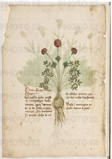 Erbario di Trento (Manoscritto n° 1591), XVI secolo, carta 1 verso: “Herba Sfoioxa Over Sfilloxa”.
“Questa erba nasse in l'arcepieligo. Valle con-
tra ogni veneno et é de freda e secha natura.
Ma li archimisti dicono ch'ell'é de calda e se-
cha natura perché val molto in archimia.
Nasse in montagne picholle intorno le çexe.”


[ENG]
Herbarium of Trento (Manuscript No. 1591), 16th century, page 1 verso:  “Herba Sfoioxa Over Sfilloxa”.
Museo provinciale d'arte - Caste, Trento (TN), Trentino Alto Adige - Südtirol, Italia - Italy