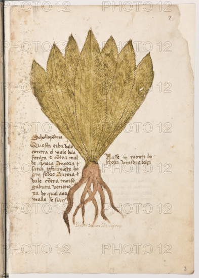 Erbario di Trento (Manoscritto n° 1591), XVI secolo, carta 2 recto: “Schollopendria”.
Questa erba vale contra el male de la smilça
contra mal de piera. Ancora sana perfetamente hogni febre. Ancora vale contra morsega
dura venenoxa de qual anemalle se sia.
Nasse in monti boschoxi umidi e dolçi.
Phyletis, Diascor., lib. 3, cap. 104 (').

[ENG]
Herbarium of Trento (Manuscript No. 1591), 16th century, page 2 recto: “Schollopendria”.
Museo provinciale d'arte - Caste, Trento (TN), Trentino Alto Adige - Südtirol, Italia - Italy
