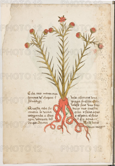Erbario di Trento (Manoscritto n° 1591), XVI secolo, carta 2 verso: “Erba Tors Menor Over Spinoxa Videlicet Chapari Salvadigi”.
Questa erba si è contra la urina retegnuda e
contra ogni ventoxità del corpo. Ancora vale
a sanare una piaga frescha. E chi volesse fare
uno fero duro, tuo' questa erba e fane aqua e
enpera el fero in quela aqua.
Nase in teren duri magri.

[ENG]
Herbarium of Trento (Manuscript No. 1591), 16th century, page 2 verso:  “Erba Tors Menor Over Spinoxa Videlicet Chapari Salvadigi”.
Museo provinciale d'arte - Caste, Trento (TN), Trentino Alto Adige - Südtirol, Italia - Italy