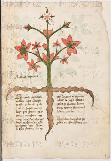 Erbario di Trento (Manoscritto n° 1591), XVI secolo, carta 3 recto: “Antolas Lupanas”.

“Si quis pateretur malum lupe, accipe de ista
herba et inplastretur super malum lupe per
spacium XXV dierum; curabitur malum lupe
vel alia pessima malatia et est probatum vero.
Item, si esset femina cui exiret sanguis infe-
rius, bibat de sugo istius herbe per spacium
decem dierum iciuno stomaco; subito curabit.
Nascitur in alpibus frigidis et oscurissimis.”
La traduzione è: “Se qualcuno soffre del male della lupa, prendi questa erba e fanne un impiastro: nello spazio di 25 giorni il mal della lupa, o qualsiasi altro bruttissimo male, sarà sanato. Ed è cosa provata. Così se una donna avesse perdite di sangue beva il sugo di questa erba per dieci giorni a stomaco digiuno. Subito sarà sanata. Nasce sulle alpi fredde e molto scure”.

[ENG]
Herbarium of Trento (Manuscript No. 1591), 16th century, page 3 recto: “Antolas Lupanas”.

“If anyone suffers from wolf's disease, take this herb and ...