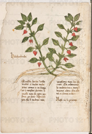 Erbario di Trento (Manoscritto n° 1591), XVI secolo, carta 3 verso: “Halchachindi”.
“Questa herba valle molto a molte medexine,
como è in siropi et in confeti secreti, li qualli
non sa ogni persona, ço sono li spiciali per
che li medixi non revellano tuti lor sacreti, ma
ordenano le medexine e non dixeno altro. Ma
è bona e santa erba.
Nasse in li çexony.”

[ENG]
Herbarium of Trento (Manuscript No. 1591), 16th century, page 3 verso: “Halchachindi”.
Museo provinciale d'arte - Caste, Trento (TN), Trentino Alto Adige - Südtirol, Italia - Italy