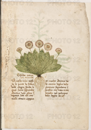 Erbario di Trento (Manoscritto n° 1591), XVI secolo, carta 4 recto: “Consolida Menor Zoè Minima”.
“Questa erba nasse in le parte de Fiandra. Va-
le ad ogni ferida le qual siano sanguinente.
Ancora vale a fare venire late alli anemalli,
como è a pegore et a vache. Ancora vale con-
tra doglia delle conture, façandone impiastro
con vino e con semolla nel principio delle do
glie et c.”

[ENG]
Herbarium of Trento (Manuscript No. 1591), 16th century, page 4 recto: “Consolida Menor Zoè Minima”.
Museo provinciale d'arte - Caste, Trento (TN), Trentino Alto Adige - Südtirol, Italia - Italy