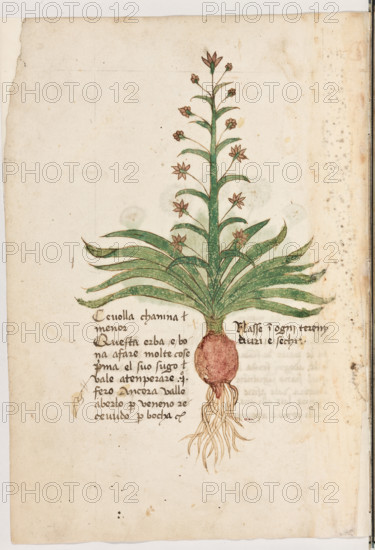 Erbario di Trento (Manoscritto n° 1591), XVI secolo, carta 4 verso: “Cevolla Chanina Menor”.
“Questa erba è bona a fare molte cose: prima
el suo sugo vale a tenperare uno fero. Ancora
valle a berlo per veneno recevudo per bocha.
Nasse in ogni tereny duri e sechi.”

[ENG]
Herbarium of Trento (Manuscript No. 1591), 16th century, page 4 verso: “Cevolla Chanina Menor”.
Museo provinciale d'arte - Caste, Trento (TN), Trentino Alto Adige - Südtirol, Italia - Italy