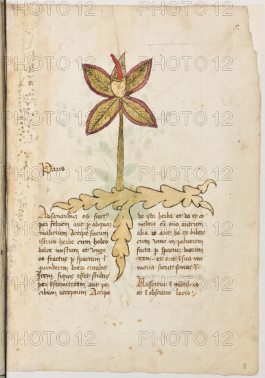 Erbario di Trento (Manoscritto n° 1591), XVI secolo, carta 5 recto: “Paris”.
“Ad sanandum os fractus per febrem aut per
aliquam malicium, accipe sucum istius herbe
cum holeo dolce mistum et unge os fractus
per spacium quindecim dierum: curabit.
Item si quis esset stultus per infirmitatem aut
per cibum receptum, accipe de ista herba et
da ey comedere cum ovo aut cum alia re aut
da ev bibere cum vino in polverem facta per
spacium dierum XXIII et erit in sua memoria
sicut primus.
Nasscitur in montibus et in obscuris locis.”
La traduzione è “Per sanare un osso rotto per febbre o per qualche incidente, prendi il succo di questa erba misto con olio dolce ed ungi l’osso rotto: in quindici giorni sarà sanato: Così, se qualcuno fosse indisposto a causa di qualche malattia o di qualche cibo, prendi quest’erba e dagliela da mangiare con un uovo o con un’altra cosa, o dagliela da bere con vino, ridotta in polvere, per 23 giorni, e tornerà in salute come prima. Nasce sui monti ed in luo...