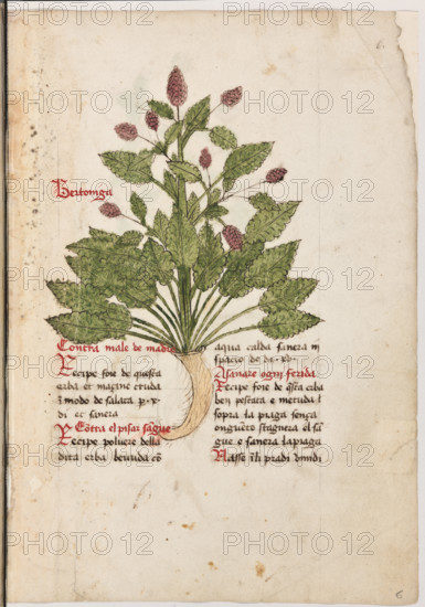 Erbario di Trento (Manoscritto n° 1591), XVI secolo, carta 6 recto: “Bertoniga”.
“Contra male de madre.
Récipe foie de questa erba et ma n)cine cruda
in modo de salata per X dì et sanerà.
Contra el pisar sangue.
Récipe polvere della dita erba bevuda con
aqua calda: sanerà in spacio de di XV.
A sanare ogni ferida.
Récipe foie de questa erba ben pestata e metu-
da sopra la piaga sença onguento: stagnerà el
sangue e sanerà la piaga.
Nasse in li pradi umidi.”

[ENG]
Herbarium of Trento (Manuscript No. 1591), 16th century, page 6 recto: “Bertoniga”.
Museo provinciale d'arte - Caste, Trento (TN), Trentino Alto Adige - Südtirol, Italia - Italy