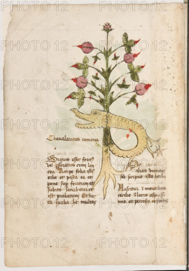 Erbario di Trento (Manoscritto n° 1591), XVI secolo, carta 6 verso: “Chavalaritas Romana”.
“Si quis esset feritus vel perforatus cum lancea,
accipe folia istius erbe et pista ea et pone su-
per feritum et subito sanabitur et est proba-
tum. Et dicta herba habet multas alias virtu-
tes sed precipue ista herba.
Nascitur in montibus Cecilie in locis asprissi-
mis et petrosis et fortis.”

La traduzione è “Se qualcuno fosse ferito o avesse una ferita di lancia prendi una foglia di questa erba, pestala e ponila sulla ferita. Subito essa guarirà. Ed è cosa provata. E questa erba ha molte altre virtù, ma soprattutto questa. Nasce sui monti della Sicilia, in luoghi molto aspri, petrosi e duri”.

[ENG]
Herbarium of Trento (Manuscript No. 1591), 16th century, page 6 verso: “Chavalaritas Romana”.
“If someone is wounded or has a lance wound, take a leaf of this herb, crush it, and place it on the wound: it will heal immediately. And it is proven. And this herb has many other virtues, b...