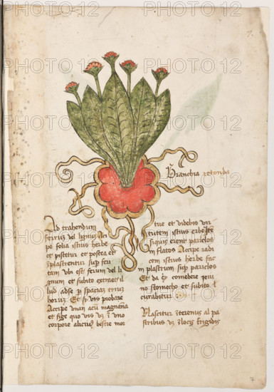 Erbario di Trento (Manoscritto n° 1591), XVI secolo, carta 7 recto: “Branchia Retonda”.

“Ad trahendum ferrum vel lignum, acipe folia
istius herbe et pistetur et postea et inplastren-
tur super feritam ubi est ferum vel lignum et
subito extraet illud ad se per spaciam (4)
trium horum. Et sy vis probare accipe unan
(') acum magnanam et fige quo vis videlicat
in uno corpore alicuius bestie mortue et vide-
bis virtutem istius erbe. Item si quis haberent
pariclos inflatos, accipe radicem istius herbe,
fac implastrum super pariclos et da ey come-
dere jeiuno stomecho et subito curabitur.
Nascitur in terenus (%) alpastribus, videlicet in
locis frigidis.

La traduzione è “Per estrarre un ferro o un legno, prendi una foglia di quest’erba, pestala, e fanne un impiastro sopra la ferita, dove c’è il ferro o il legno e quello verrà fuori in tre ore. E se vuoi provare, prendi una grossa punta e conficcala dove ti pare nel corpo di un animale morto e vedrai le virtù di questa erba. S...