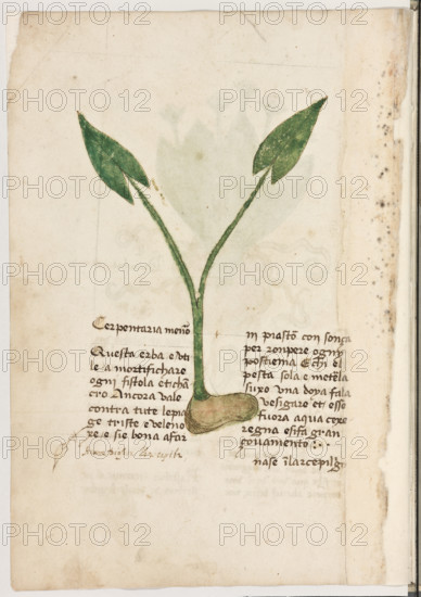 Erbario di Trento (Manoscritto n° 1591), XVI secolo, carta 7 verso: “Cerpentaria Menor”.

“Questa erba è utile a mortifichare ogni fistola
et chancro. Ancora vale contra tute le piage
triste e velenoxe e si é bona a far inpiastro
con sonça per rompere ogny postiema. E chi
el pesta sola e meterla suxo una doya, fala ve-
sigare et esse fuora aqua cexeregna e si fa
gran covamento.
Nase in l'arcepiligo.
Arum, Diascor., lib. 2, cap. 162 (*).”



[ENG]
Herbarium of Trento (Manuscript No. 1591), 16th century, page 7 verso: “Cerpentaria Menor”.
Museo provinciale d'arte - Caste, Trento (TN), Trentino Alto Adige - Südtirol, Italia - Italy