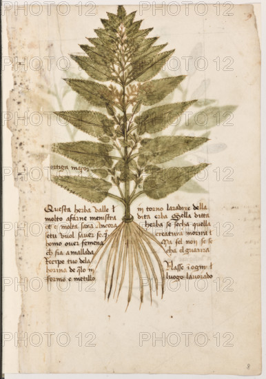 Erbario di Trento (Manoscritto n° 1591), XVI secolo, carta 8 recto: “Ortiga Maçor”.
“Questa herba valle molto a farne menistra et
è molto sana. Ancora se tu vuol saver se uno
homo over femena che sia amallada, récipe
tuo' de la horina de quelo infermo e metillo in
torno la radixe della dita erba. Sella ditta her-
ba se secha, quella creatura morirà. Ma s'el
non se secha, el guarirà.
Nasse in ogny luogo lavorado.”

[ENG]
Herbarium of Trento (Manuscript No. 1591), 16th century, page 8 recto: “Ortiga Maçor”.
Museo provinciale d'arte - Caste, Trento (TN), Trentino Alto Adige - Südtirol, Italia - Italy