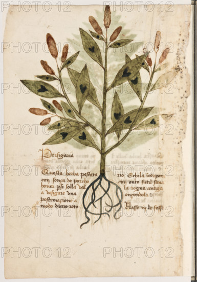 Erbario di Trento (Manoscritto n° 1591), XVI secolo, carta 8 verso: “Persigaria”.
“Questa herba, pestata con sonça de porcho
hover per si solla, val a vesigare una postima-
cione a modo d'uno retorio. E chi la incorpo-
ra con onto sutil, sana la rogna antiga onçon-
dola.
Nasse in le fosse.”

[ENG]
Herbarium of Trento (Manuscript No. 1591), 16th century, page 8 verso: “Persigaria”.
Museo provinciale d'arte - Caste, Trento (TN), Trentino Alto Adige - Südtirol, Italia - Italy