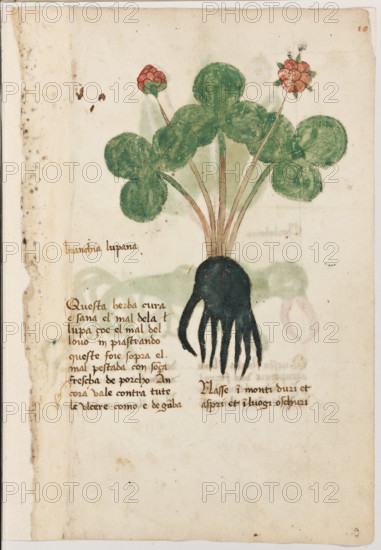 Erbario di Trento (Manoscritto n° 1591), XVI secolo, carta 9 recto: “Branchia Lupana”.
“Questa herba cura e sana el mal de la lupa,
çoè el mal del lovo, inpiastrando queste foie
sopra el mal, pestada con sonça frescha de
porcho. Ancora vale contra tute le ulcere co-
mo é de ganba.
Nasse in monti duri et aspri et in luogi oschu-
ri.”

[ENG]
Herbarium of Trento (Manuscript No. 1591), 16th century, page 9 recto: “Branchia Lupana”.
Museo provinciale d'arte - Caste, Trento (TN), Trentino Alto Adige - Südtirol, Italia - Italy