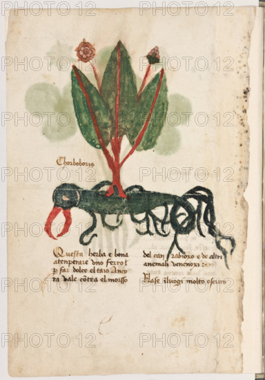 Erbario di Trento (Manoscritto n° 1591), XVI secolo, carta 9 verso: “Chorboboris”.
“Questa herba è bona a tenperare uno ferro
per far dolce el taio. Ancora vale contra el
morsso del can rabioxo et de altri anemali ve-
nenoxi.
Nase in luogi molto oscuro.”

[ENG]
Herbarium of Trento (Manuscript No. 1591), 16th century, page  9 verso: “Chorboboris”.
Museo provinciale d'arte - Caste, Trento (TN), Trentino Alto Adige - Südtirol, Italia - Italy