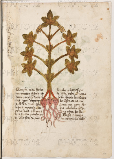 Erbario di Trento (Manoscritto n° 1591), XVI secolo, carta 10 recto: erba.
“Questa erba sié bona contra fistola et cancro
e si vale contra ogni veneno e contra mal de
la lepra novela. Ancora vale a saniar li creva-
di siando puti elle feride sono sanade per be-
neficio de questa erba. Ancora, se tu tuole le
radixe de questa erba, tu guarirà ogni febre a
bolirlo con vino e ber de quello.
Nasse in luogi de terra in li monti.”


[ENG]
Herbarium of Trento (Manuscript No. 1591), 16th century, page  10 recto: herb.
Museo provinciale d'arte - Caste, Trento (TN), Trentino Alto Adige - Südtirol, Italia - Italy