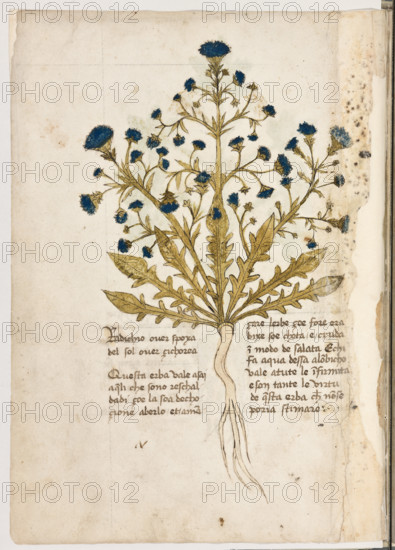 Erbario di Trento (Manoscritto n° 1591), XVI secolo, carta 10 verso: “Radichio Over Spoxa Del Sol Over Zichorea”.
“Questa erba vale asai a queli che sono reschaldadi, çoè la soa dechocione a berlo et a mançare l'erbe, çoé foie e radixe soe chota e crudain modo de salata. E chi fa aqua d'essa alonbicho, vale a tute le infirmità e son tante le
virtù de questa erba, che non se poria stimare.”

[ENG]
Herbarium of Trento (Manuscript No. 1591), 16th century, page  10 verso: “Radichio Over Spoxa Del Sol Over Zichorea”.
Museo provinciale d'arte - Caste, Trento (TN), Trentino Alto Adige - Südtirol, Italia - Italy