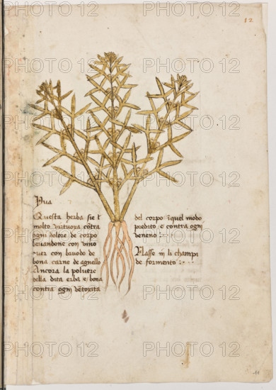 Erbario di Trento (Manoscritto n° 1591), XVI secolo, carta 11 recto: “Yva”.
“Questa herba si é molto virtuoxa contra ogni
dolore de corpo bevandone con vino over
con bruodo de bona carne de agnello. Ancora
la polvere della dita erba é bona contra ogni
ventoxità del corpo; in quel modo predito è
contra ogni veneno.
Nasse in li champi de formento.”

[ENG]
Herbarium of Trento (Manuscript No. 1591), 16th century, page 11 recto: “Yva”.
Museo provinciale d'arte - Caste, Trento (TN), Trentino Alto Adige - Südtirol, Italia - Italy