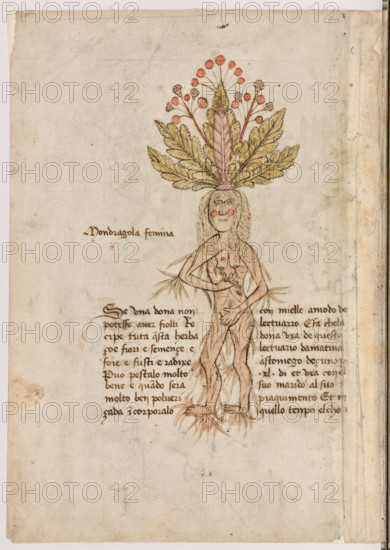 Erbario di Trento (Manoscritto n° 1591), XVI secolo, carta 11 verso: “Mondragola Femina”.
“Se una dona non potesse aver fiolli, recipe tu-
ta questa herba, çoé fiori e semençe e foie e
fusti e radixe. Puo' pestalo molto bene, e
quando serà molto ben polveriçada, incorpo-
ralo con mielle a modo de lectuario. E fa che
la dona uxa de questo lectuario da matina a
stomego deçuno per XL dì et uxa con el suo
marido al suo piaquimento. Et in quello tem-
po el chon-“

[ENG]
Herbarium of Trento (Manuscript No. 1591), 16th century, page 11 verso: “Mondragola Femina”.
Museo provinciale d'arte - Caste, Trento (TN), Trentino Alto Adige - Südtirol, Italia - Italy