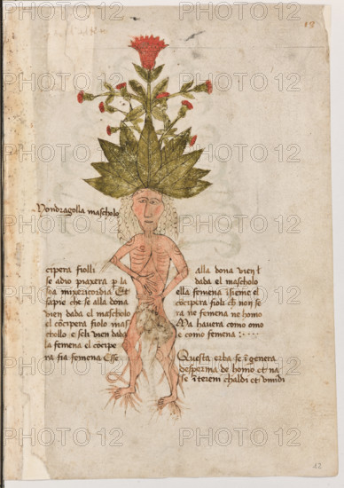 Erbario di Trento (Manoscritto n° 1591), XVI secolo, carta 12 recto: “Mondragolla Mascholo”.
“cipera fiolli se a dio piaxera per la soa mixeri-
cordia. Et sapie che se alla dona vien dada el
mascholo el conciperà fiolo maschollo e se li
vien dada la femena el conciperà fia femena.
Esse alla dona vien dada el mascholo ella fe-
mena insieme, el conciperà fioli che non serà
né femena né homo, ma haverà como omo e
como femena.
Questa erba se ingenera de sperma de homo
et nase in tereni chaldi et umidi.“

[ENG]
Herbarium of Trento (Manuscript No. 1591), 16th century, page 12 recto: “Mondragolla Mascholo”.
Museo provinciale d'arte - Caste, Trento (TN), Trentino Alto Adige - Südtirol, Italia - Italy