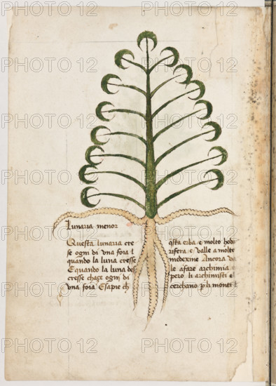Erbario di Trento (Manoscritto n° 1591), XVI secolo, carta 12 verso: “Lunaria Menor”.
“Questa lunaria crese ogni dì una foia quando
la luna cresse. E quando la luna descresse cha-
çe ogni dì una foia. E sapie che questa erba é
molto hodorifera e valle a molte medexine.
Ancora vale a fare archimia e però li archimi-
sti el cerchano per li monti.”


[ENG]
Herbarium of Trento (Manuscript No. 1591), 16th century, page 12 verso: “Lunaria Menor”.
Museo provinciale d'arte - Caste, Trento (TN), Trentino Alto Adige - Südtirol, Italia - Italy