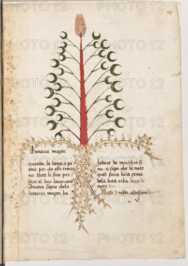 Erbario di Trento (Manoscritto n° 1591), XVI secolo, carta 13 recto: “Lunaria Maçor”.
“quando la luna é piena, per che elli trovano
tute le foie per fare el loro lavoriero. Ancora
sapie che la lunaria maçor ha hodore de mu-
schio fino e sapi che de note quel fiore de la
cima de la dita erba luxe de note.
Nasse in monti altissimi.”


[ENG]
Herbarium of Trento (Manuscript No. 1591), 16th century, page 13 recto: “Lunaria Maçor”.
Museo provinciale d'arte - Caste, Trento (TN), Trentino Alto Adige - Südtirol, Italia - Italy