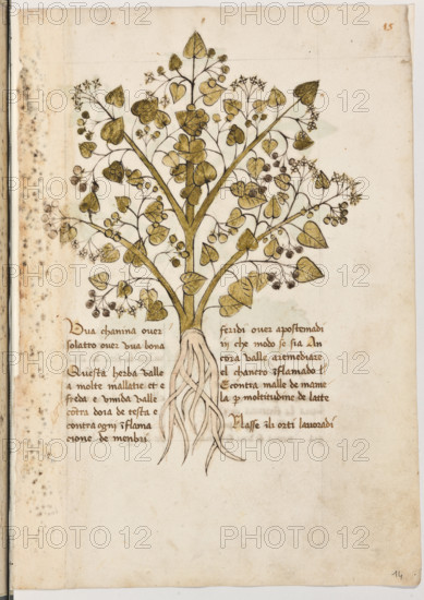 Erbario di Trento (Manoscritto n° 1591), XVI secolo, carta 14 recto: “Uva Chanina Over Solatro Over Uva Bona”.
“Questa herba valle a molte mallatie et è freda
e umida; valle contra doia de testa e contra
ogni inflamacione de menbri feridi over apo-
stemadi in che modo se sia. Ancora valle a re-
mediare el chancro inflamado e contra malle
de mamela per moltitudine de latte.
Nasse in li orti lavoradi.”

[ENG]
Herbarium of Trento (Manuscript No. 1591), 16th century, page 14 recto: “Uva Chanina Over Solatro Over Uva Bona”.
Museo provinciale d'arte - Caste, Trento (TN), Trentino Alto Adige - Südtirol, Italia - Italy