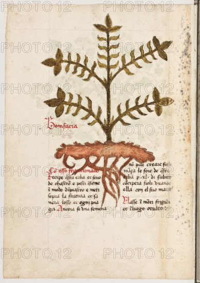 Erbario di Trento (Manoscritto n° 1591), XVI secolo, carta 14 verso: “Bonifacia”.
“Con osso frantumado récipe questa erba e se-
vo de chastron e pesti insieme in modo d'in-
piastro e meti sopra la fratura et sanerà l'osso
et ogni piaga. Ancora, se una femena non può
creare fioli, mança le foie de questa erba per
XL di: subito conciperà fioli uxando ella con
el suo marito.
Nasse in monti frigidi et in luogo oculto.”

[ENG]
Herbarium of Trento (Manuscript No. 1591), 16th century, page 14 verso: “Bonifacia”.
Museo provinciale d'arte - Caste, Trento (TN), Trentino Alto Adige - Südtirol, Italia - Italy