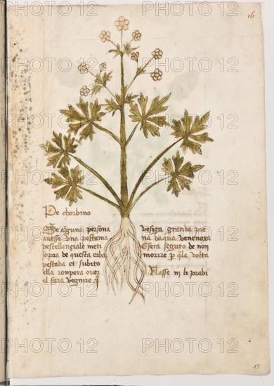 Erbario di Trento (Manoscritto n° 1591), XVI secolo, carta 15 recto: “Pe Chorbino”.
“Se alguna persona avesse una postiema pestellençiale, meti sopra de questa erba pestada et subito ella romperà over el farà venire una vesiga granda piena d'aqua venenoxa. E serà seguro de non morire per quella volta.
Nasse in li pradi.”

[ENG]
Herbarium of Trento (Manuscript No. 1591), 16th century, page 15 recto: “Pe Chorbino”.
Museo provinciale d'arte - Caste, Trento (TN), Trentino Alto Adige - Südtirol, Italia - Italy